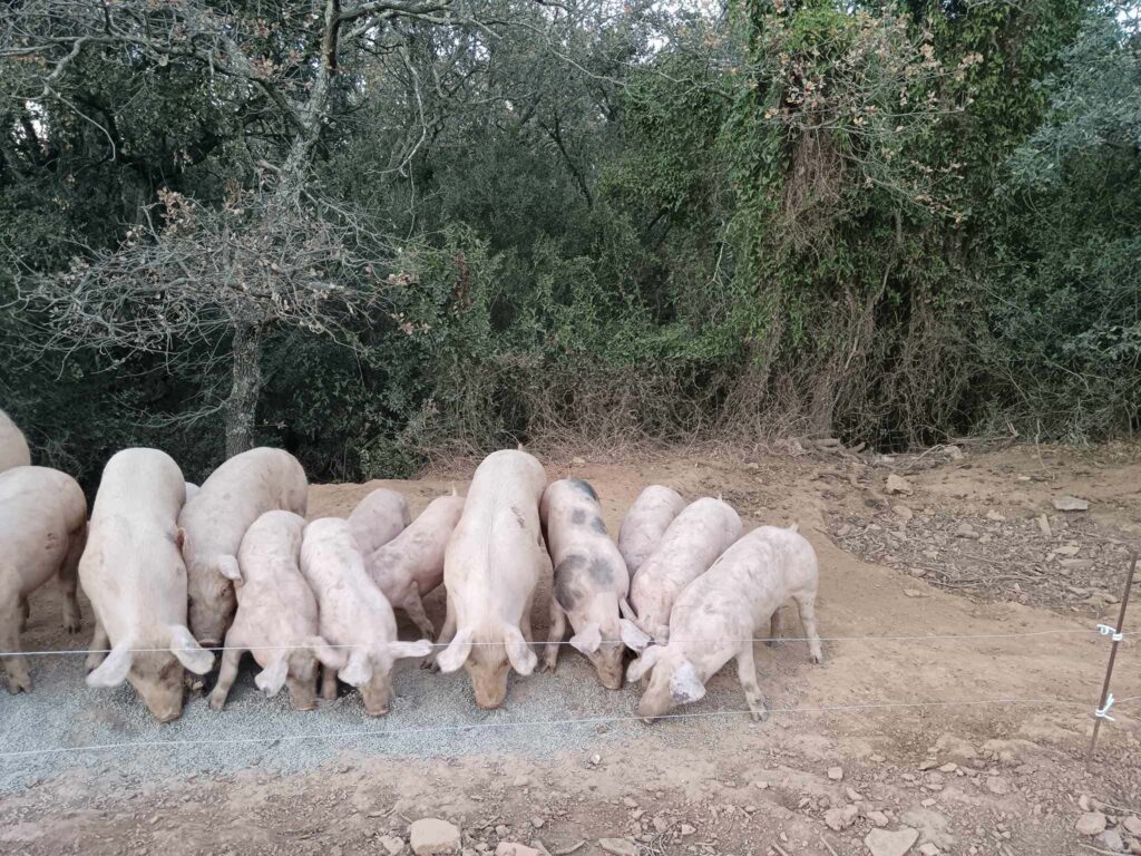 Porcs de train de manger