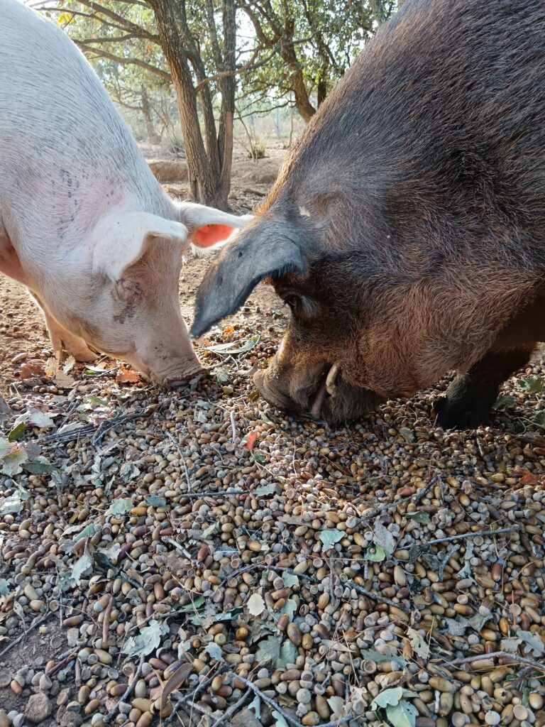 Porcs mangeant des glands