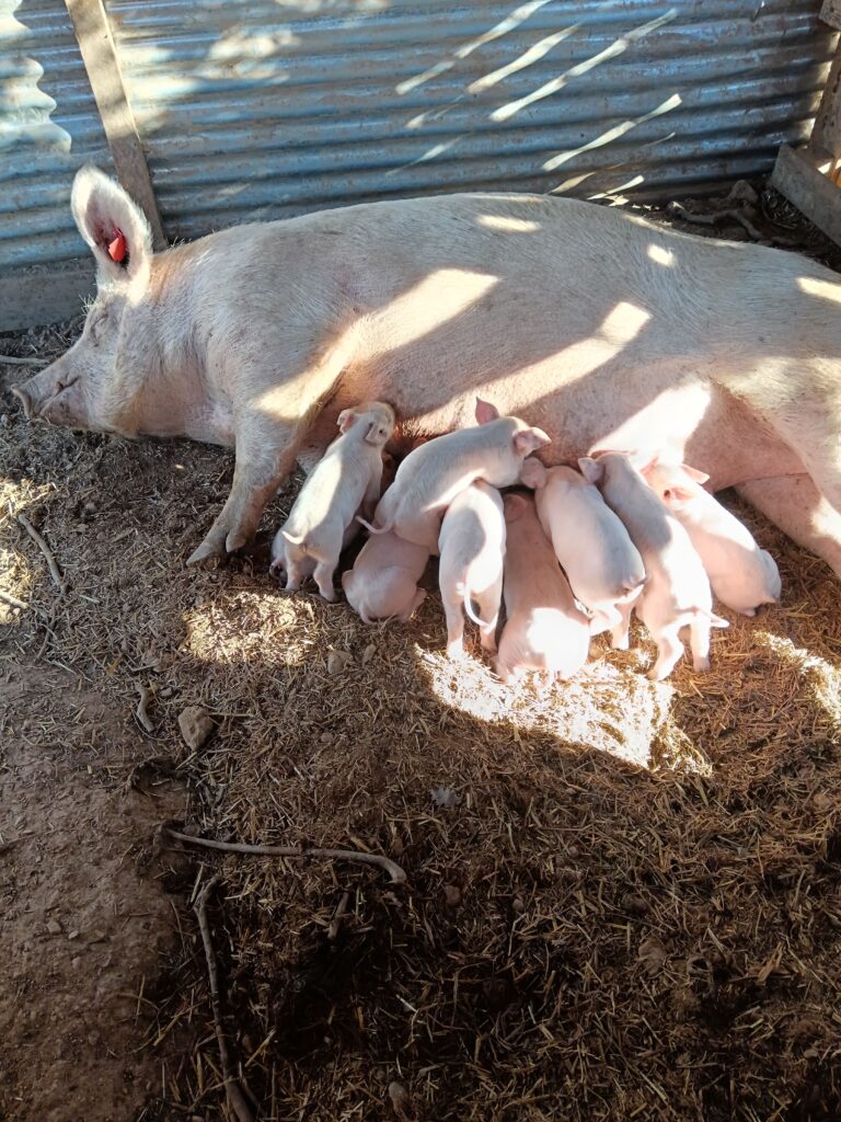 Mère reproductrice avec ses petits